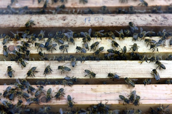 bees