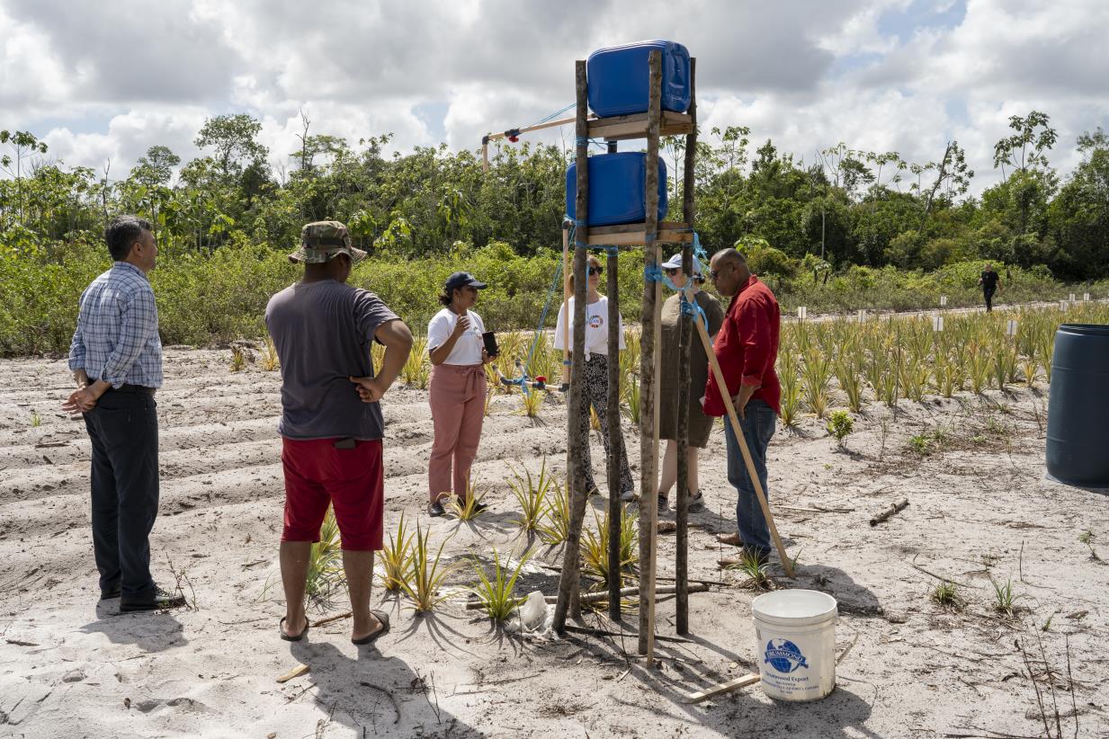 Transforming Suriname’s Pineapple Industry: UN-Led Initiative Targets Sustainable Growth