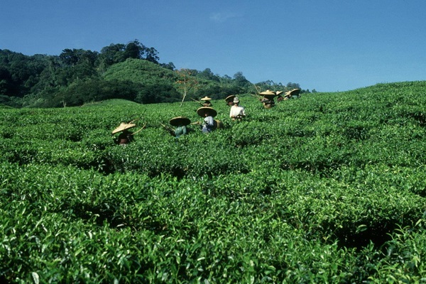 FAO_17353-Indonesia