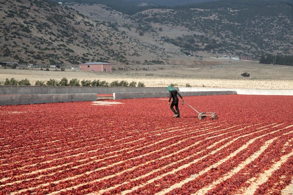 FAO_PO_Exposure-Turkey-7395