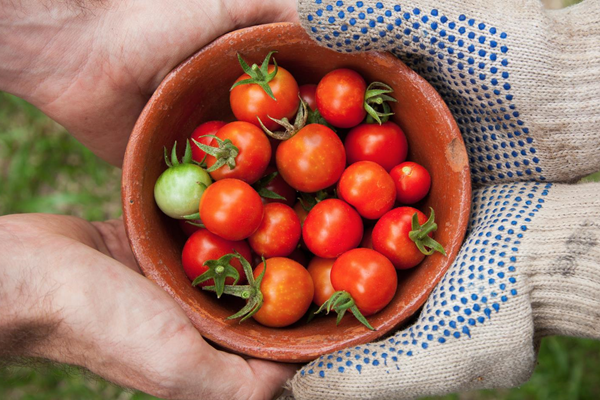Food systems_ transformation