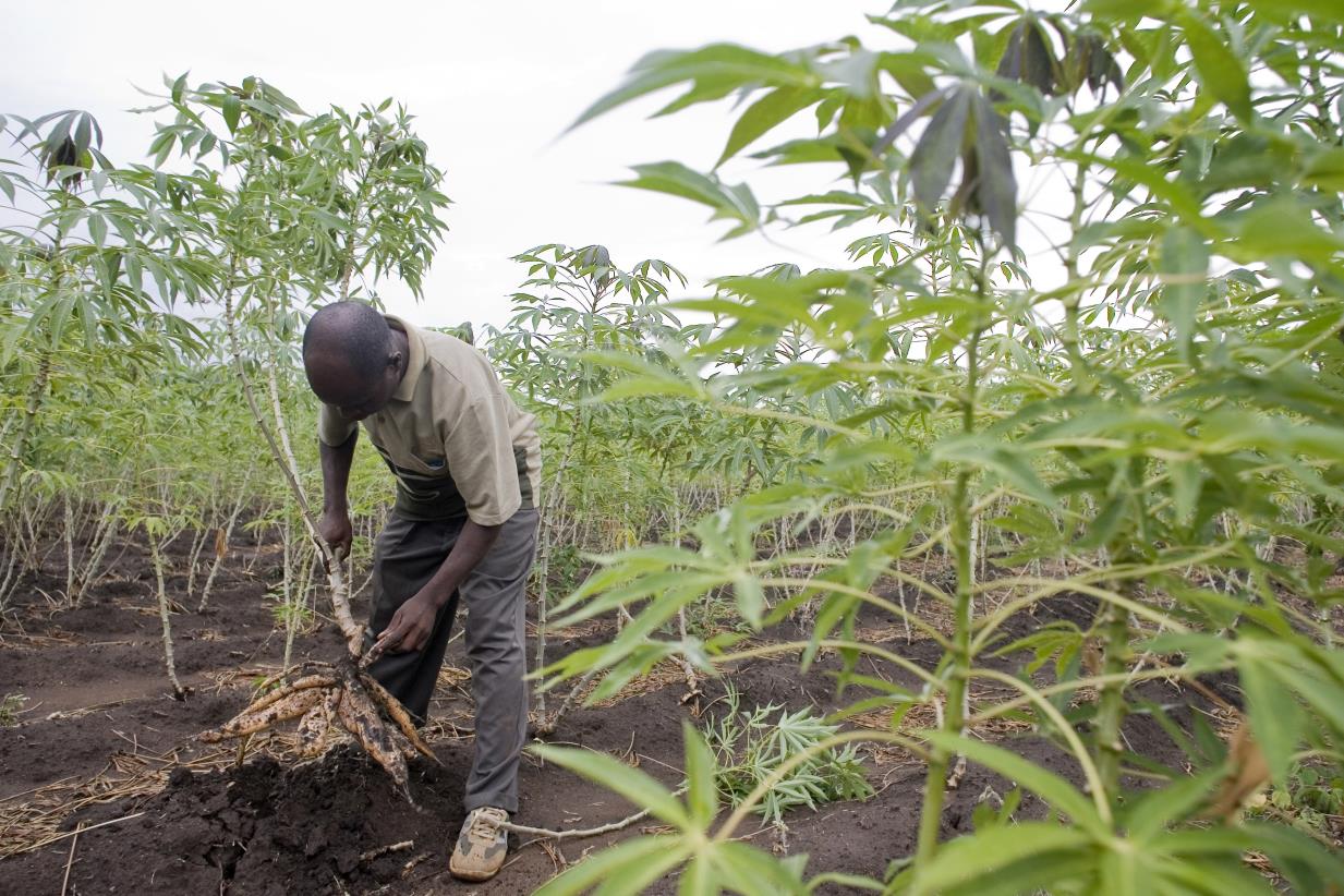 Policymaking for agrifood systems transformation in Zambia
