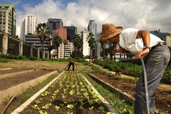 urban-garden