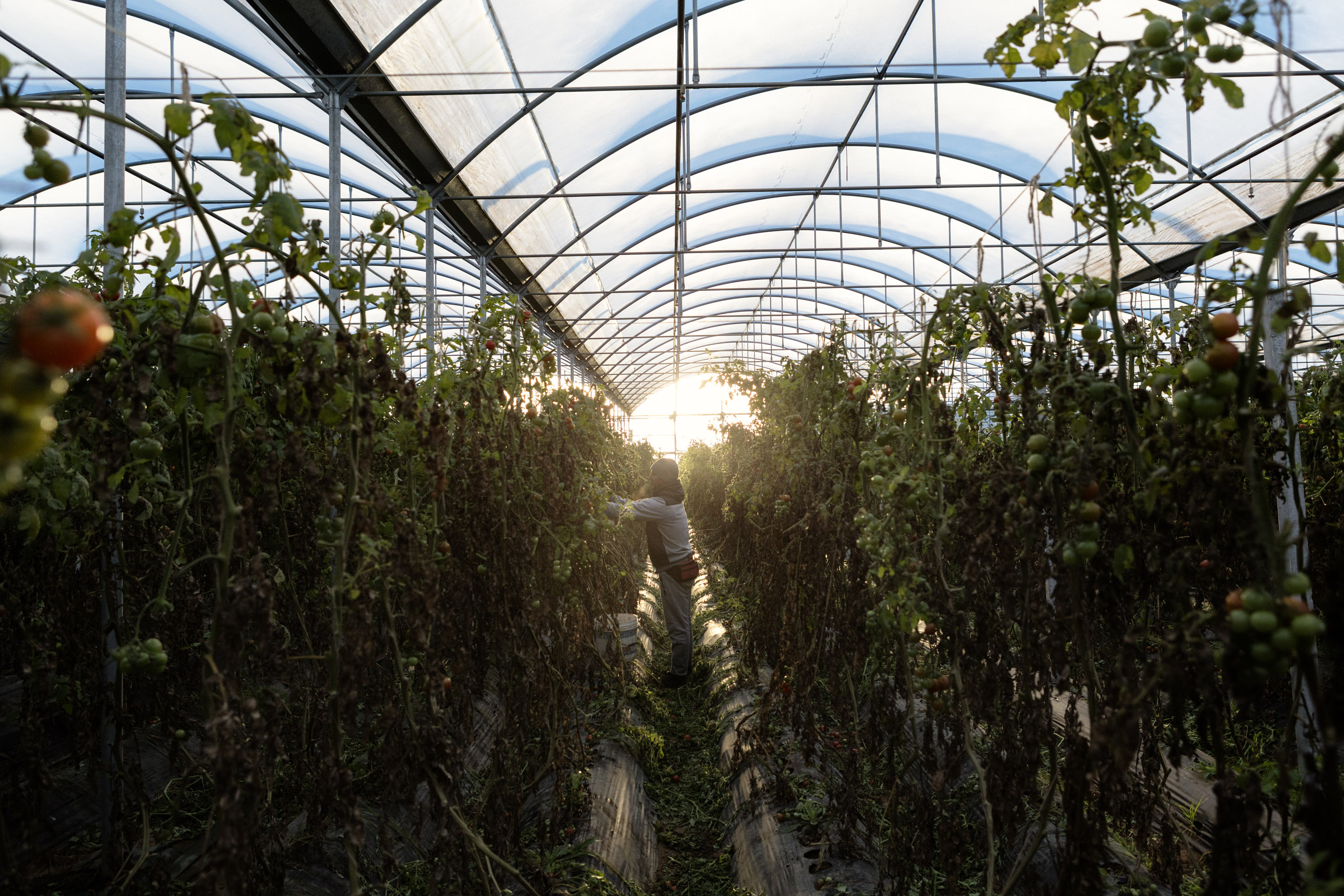 COP 28: la FAO inicia el proceso de una hoja de ruta mundial para erradicar el hambre dentro del límite de 1,5 ºC