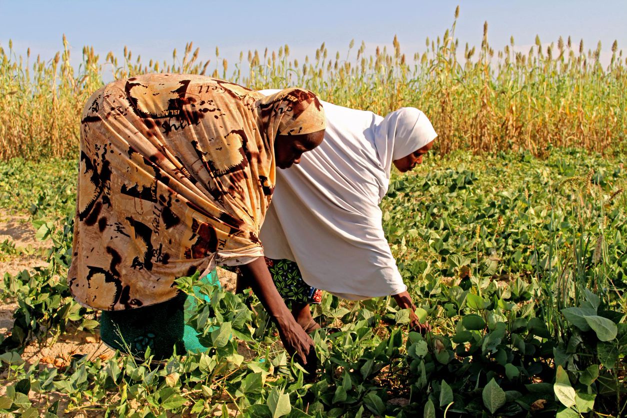 ©FAO/Sonia Nguyen