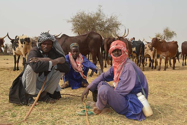 Belgium and FAO support 5 000 vulnerable Nigerien agropastoral households to protect their livelihoods and improve their food security