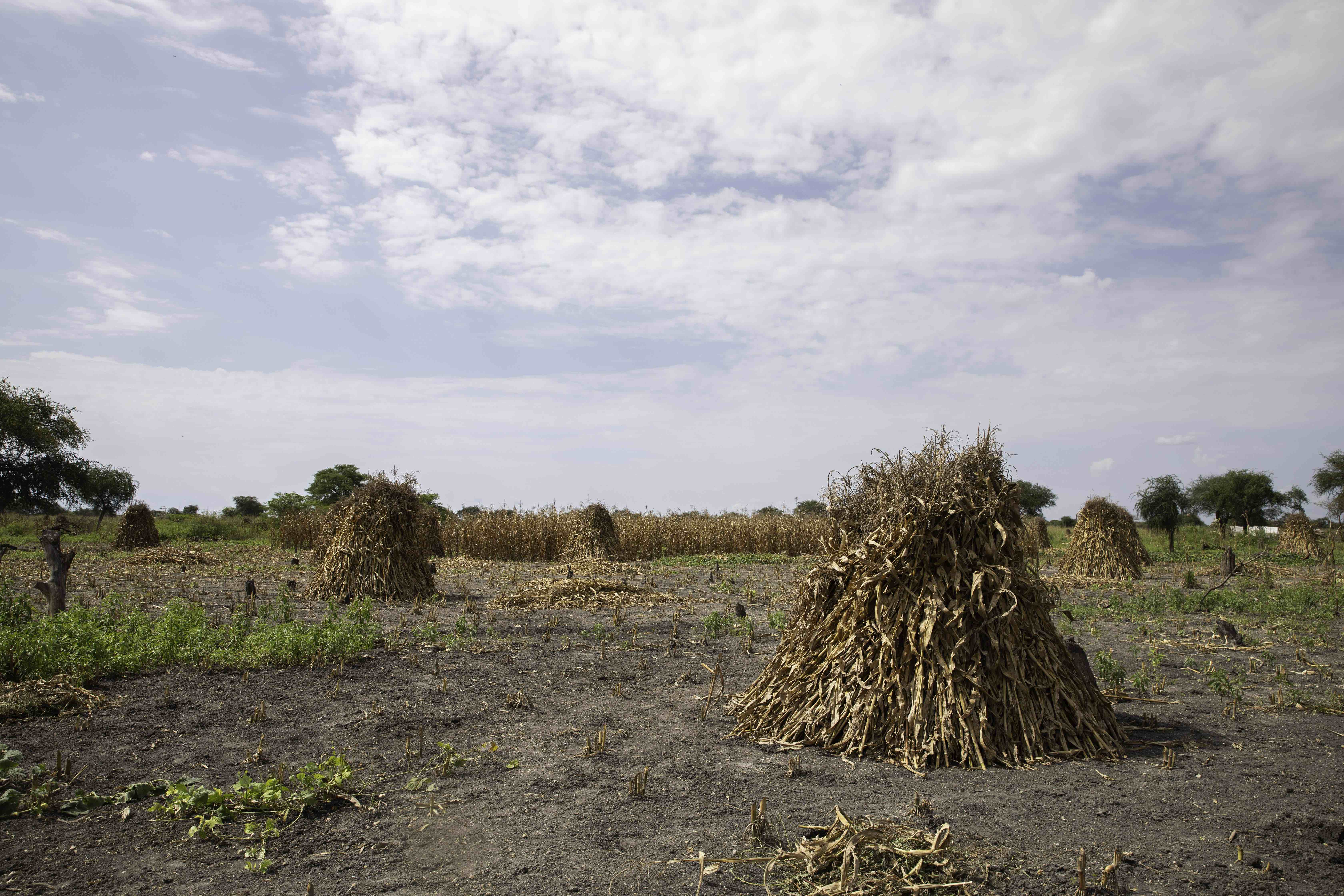 Harvested maize stacked for drying in Rubkona County, where farmers are rebuilding their livelihoods through climate-resilient agriculture. Photo credit: FAO/Mayak Akuot