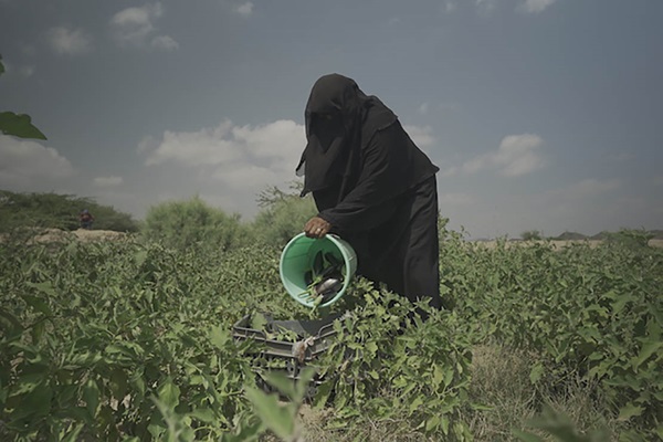 AliNajeeb-FAO-Yemen-2020