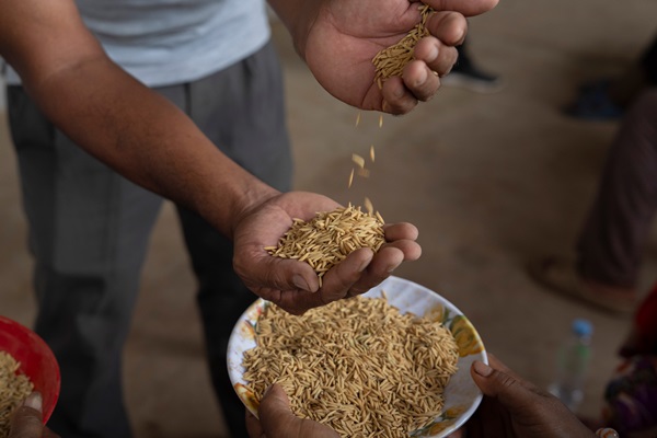 cambodia-rice-3