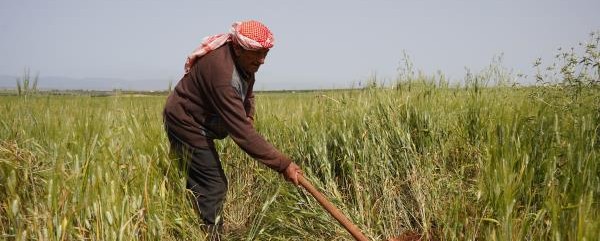 FAO rehabilitates irrigation networks in Hama to support 10 000 farmers