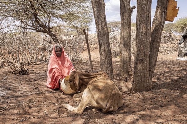 © FAO/Patrick Meinhardt