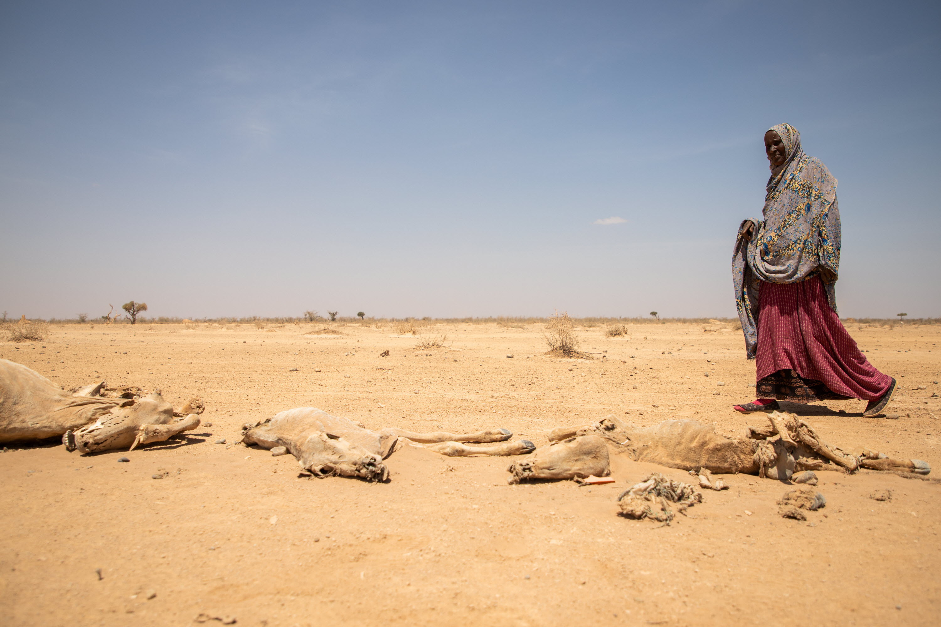 Sequía en África oriental: FAO da la bienvenida a contribución alemana de 25 millones de euros para mejorar el acceso a los alimentos e impulsar los medios de vida rurales en Etiopía, Kenya, Somalia y el Sudán