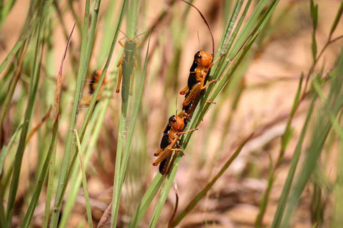 Madagascar | FAO provides support to anticipate and halt the drivers of the major outbreak of Malagasy migratory locust ©FAO
