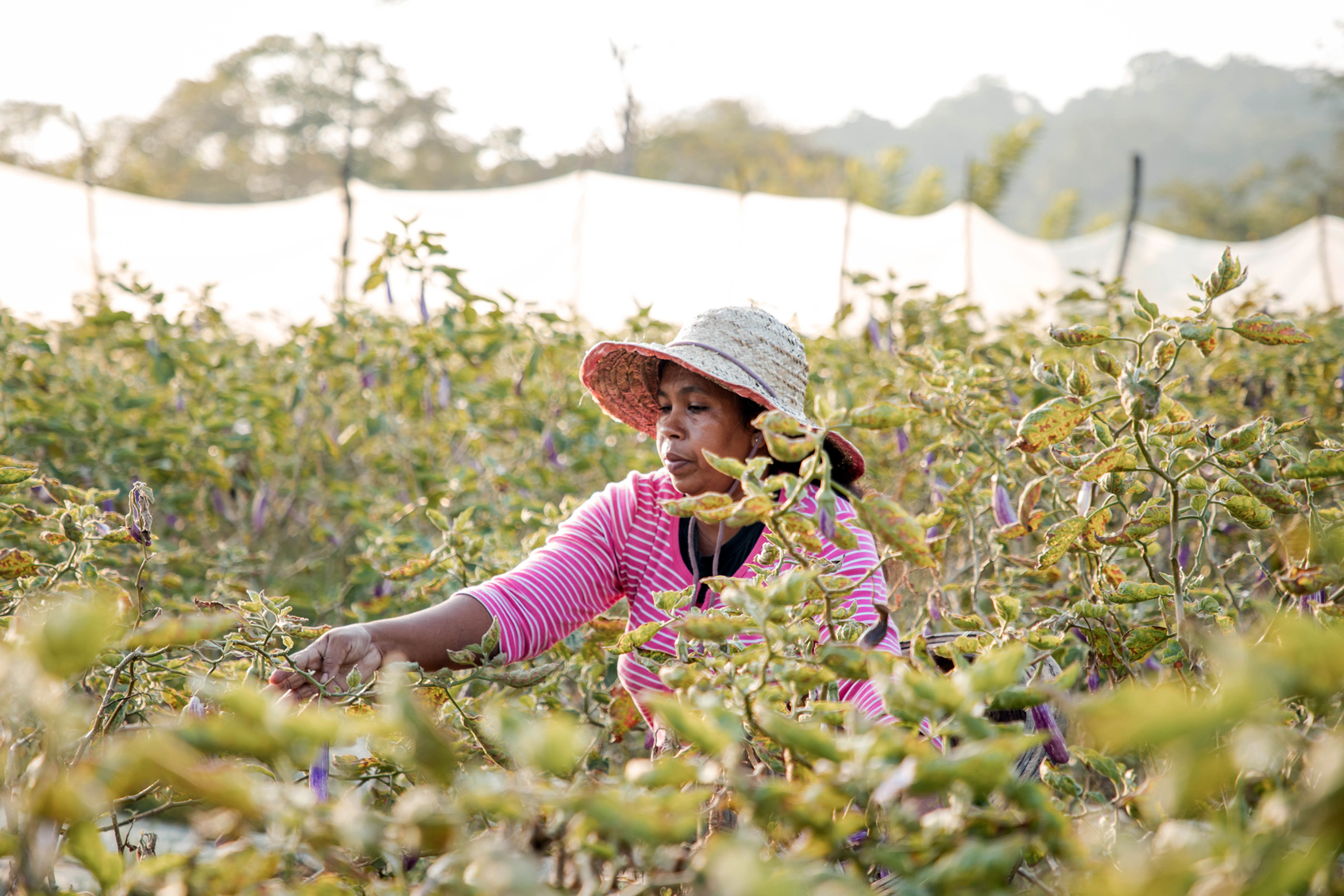 Grâce à des pratiques agricoles et des technologies adaptées, l’aubergine abonde au Sri Lanka