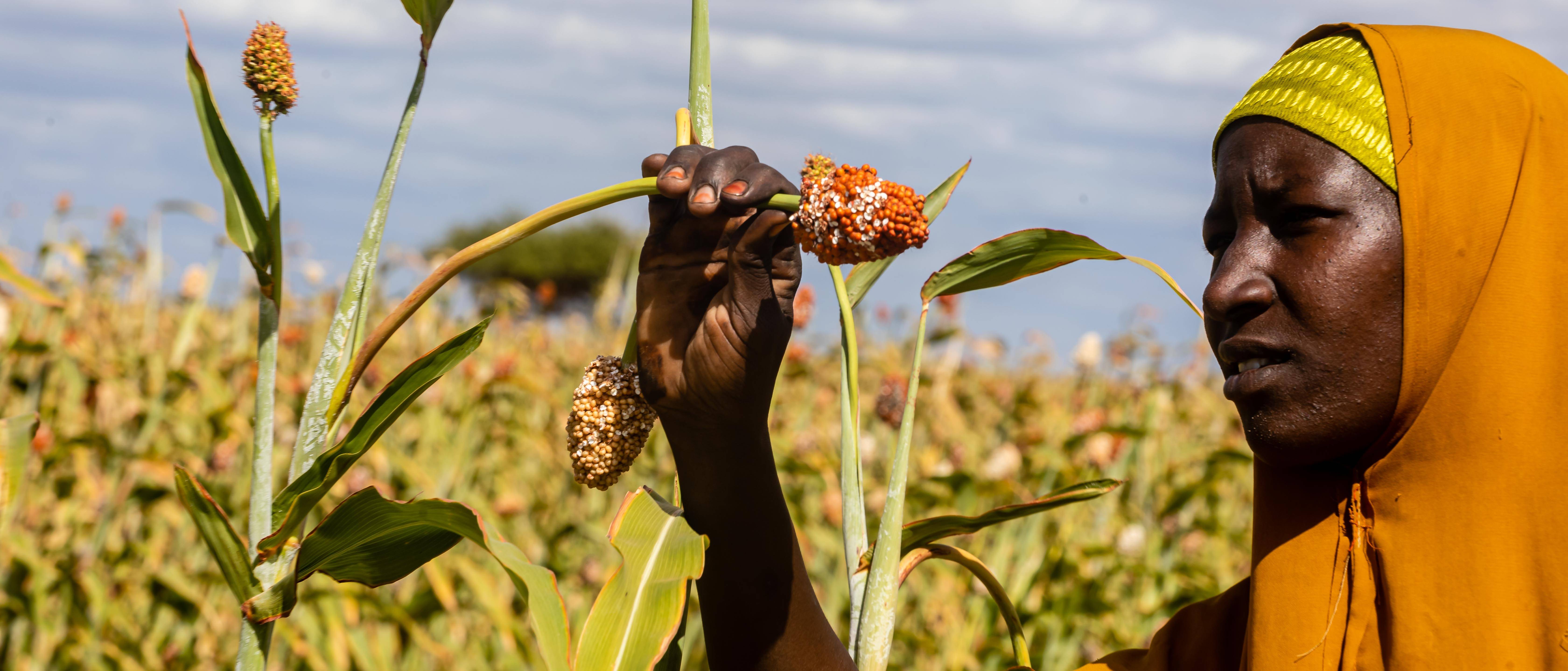 ©FAO ©FAO