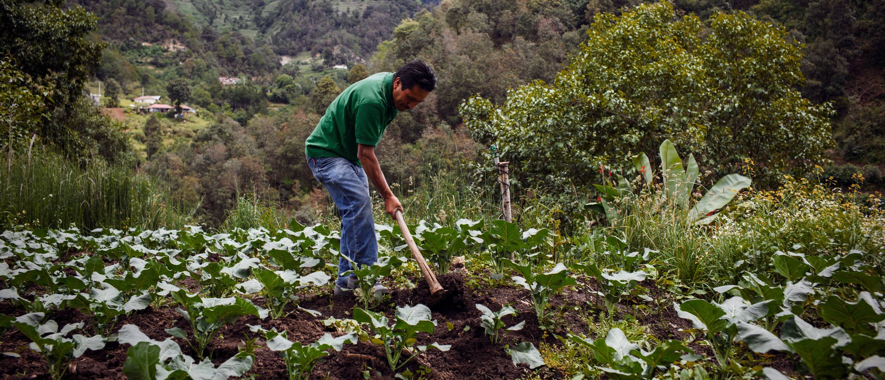 ©FAO ©FAO