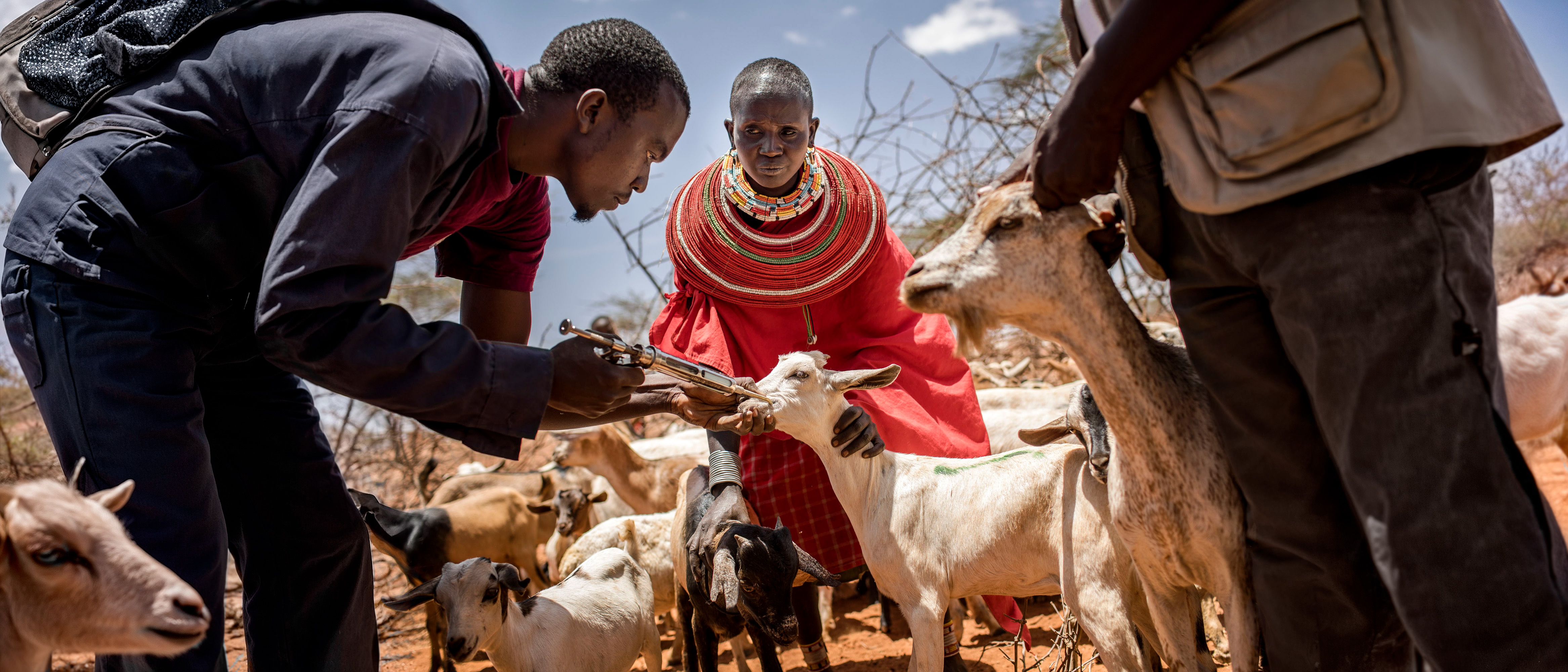 ©FAO ©FAO
