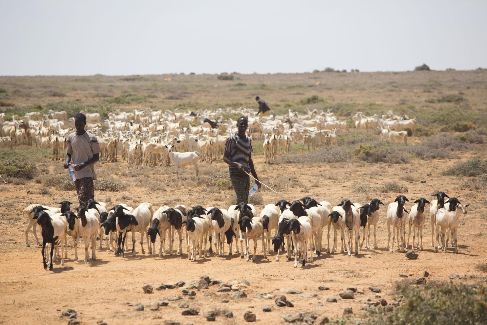 © FAO/Somalia