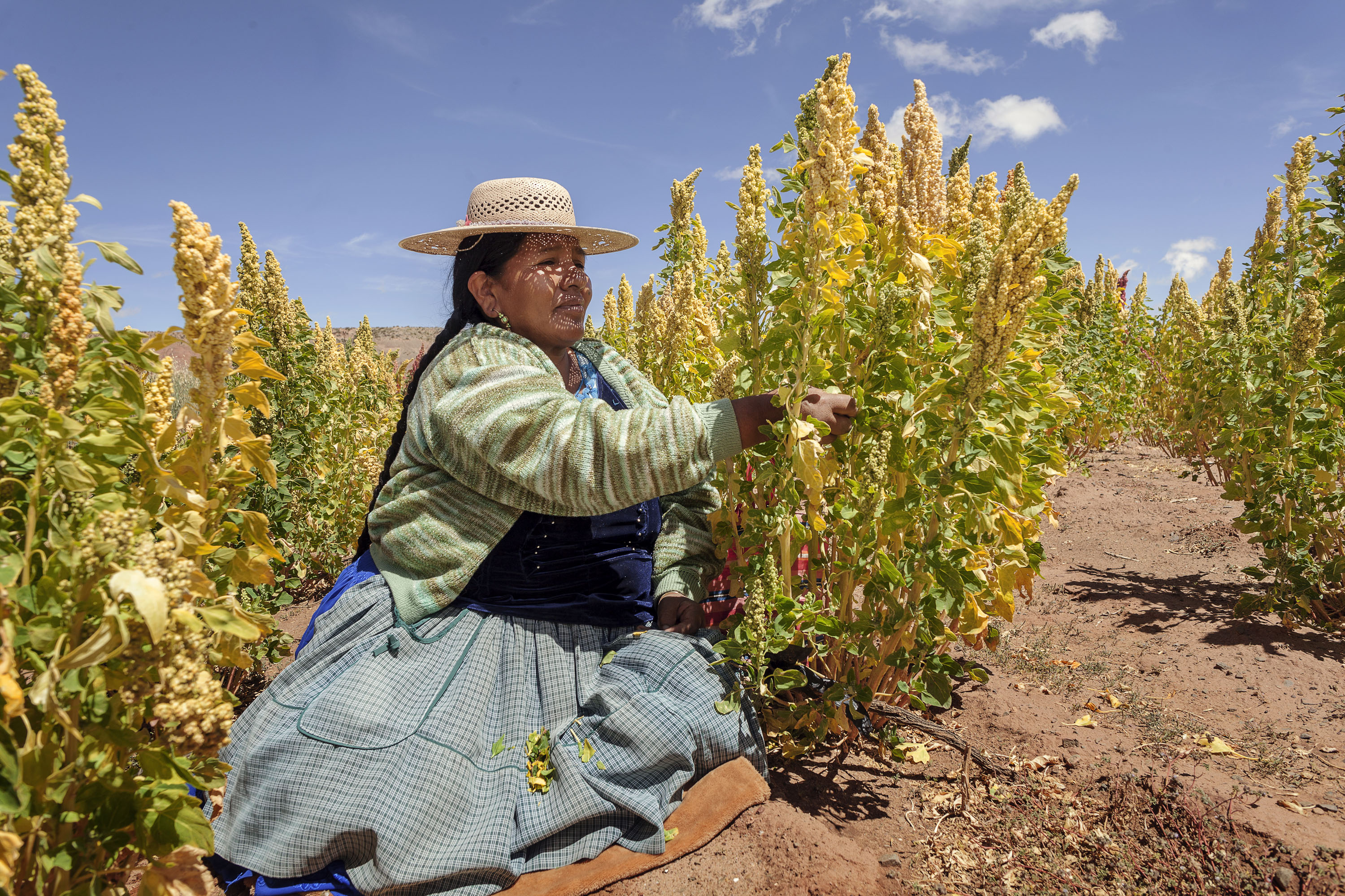 ©FAO/Bolivia