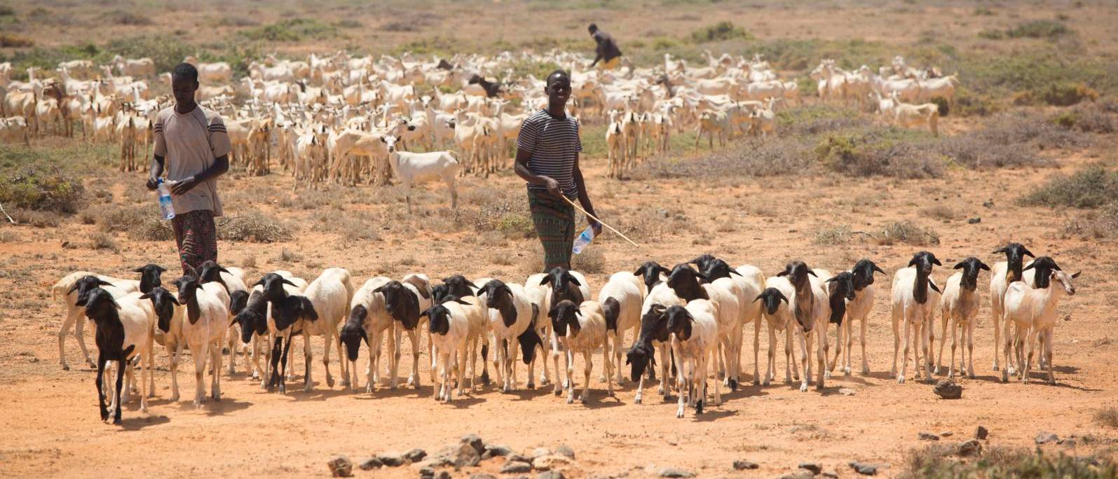 ©FAO/Country: Somalia