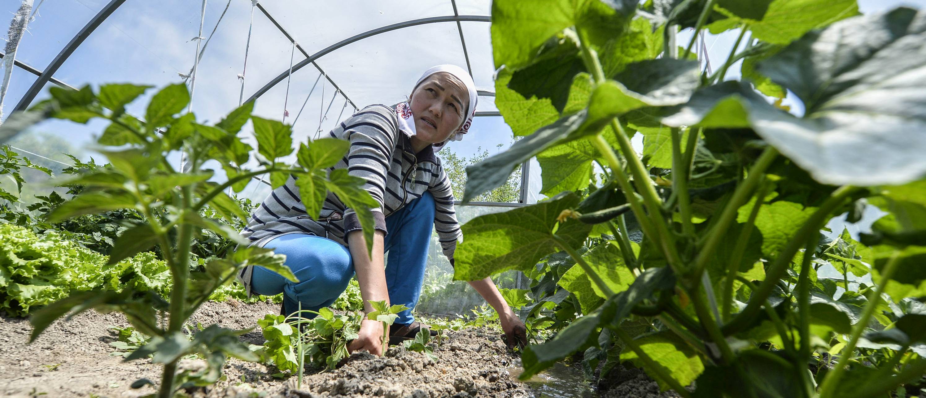 ©FAO/Country: Tajikistan