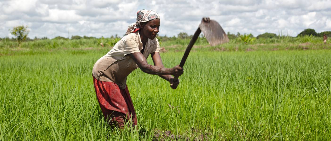 ©FAO/Country: Mozambique