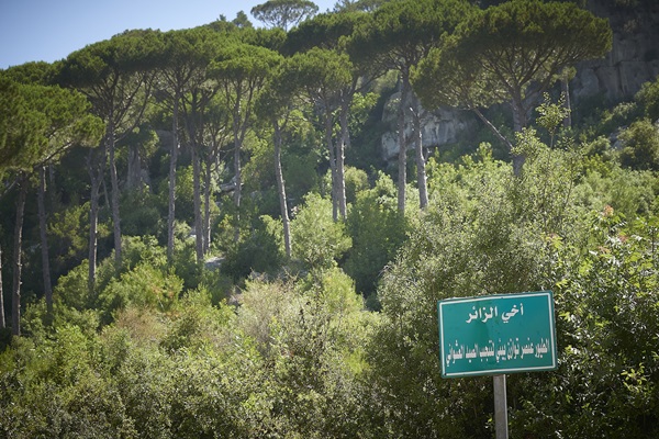 210629 - Forest Management - Ras el Maten - Baabda - - 0134