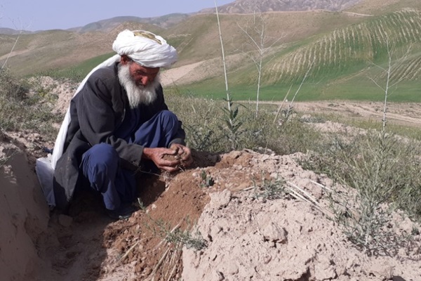 afghanistan_pistachio