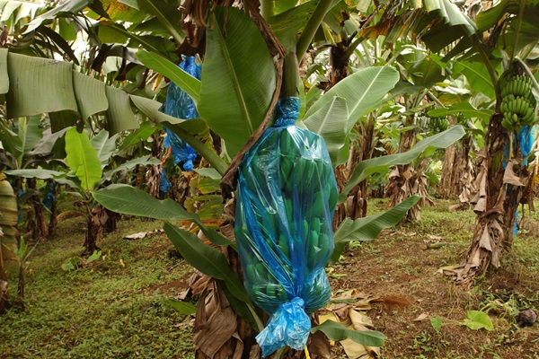 agriplastic banana