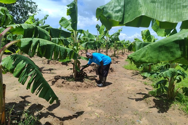 Ajibu Kalilole in his banana orchard