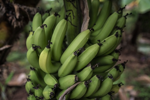 Bananas FAO