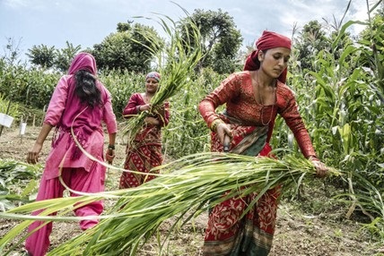 CCA-Nepal ©Chris Steele-Perkins/Magnum Photos for FAO