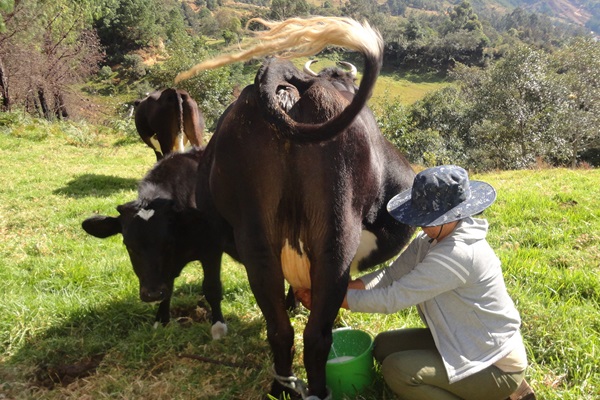 Climate Smart Livestock- KM page