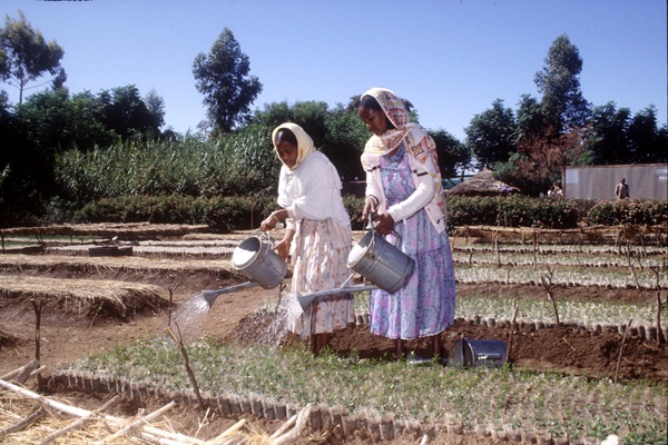 eritrea FAO_19411