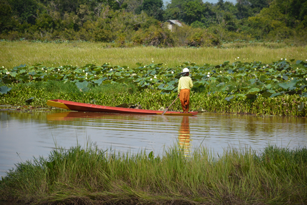 Villager paddling in Nongkan wetland to collect lotus flowers and lotus seed heads for selling - ©FAO/Xavier Bouan