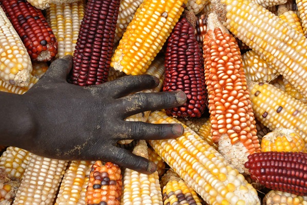 maize-in-sudan