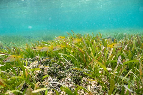 pastos marinos mar25