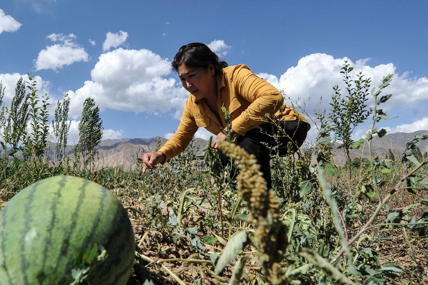 soil-remediation-and-green-technologies-offer-solutions-to-pesticide-pollution-and-soil-sustainability8f92b50e-c56c-4930-8390-145946211c8f