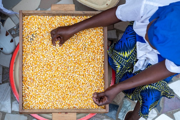 Maize, wheat, and rice contribute to 50% of the world's dietary energy