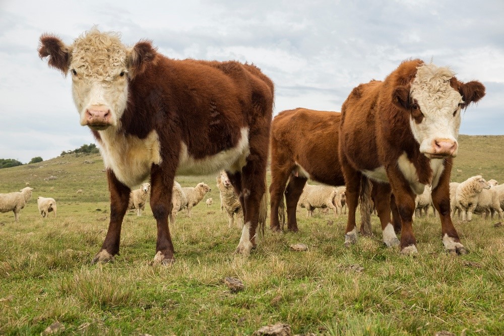 FAO's GEF funded projects has enhanced meat production while encouraging regrowth of vegetation and return of biodiversity through climate-smart livestock practices in Uruguay - ©FAO