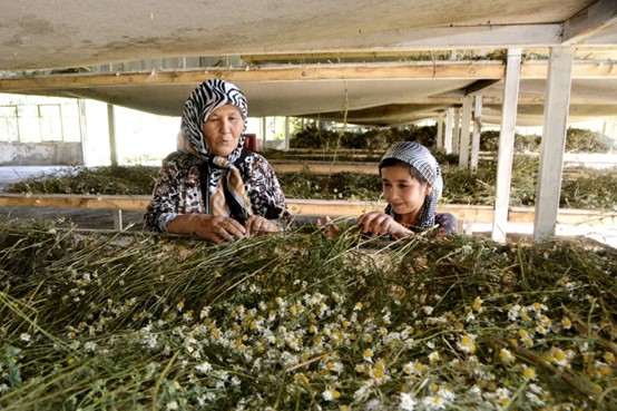 Women working in a medicinal herbs packing unit - © FAO