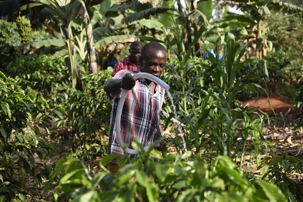 -FAO---Farmers-water-coffee-plants-in-Nakaseke-Uganda-in-October-2016