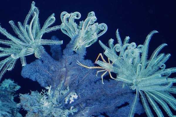 1_DEEP SEA National Ocean Service Image Gallery