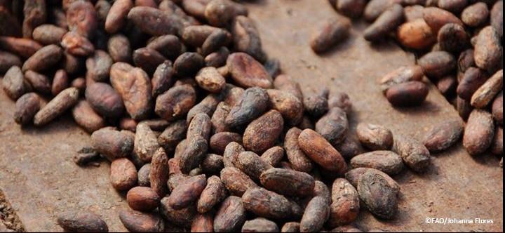 Napo's cocoa for the sweet tooth and the environment
