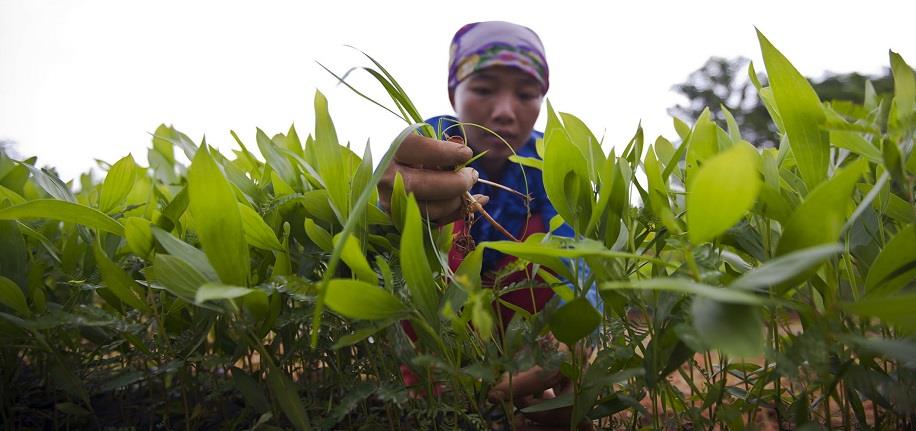 20 years of FAO and the GEF – Synergies between our priorities