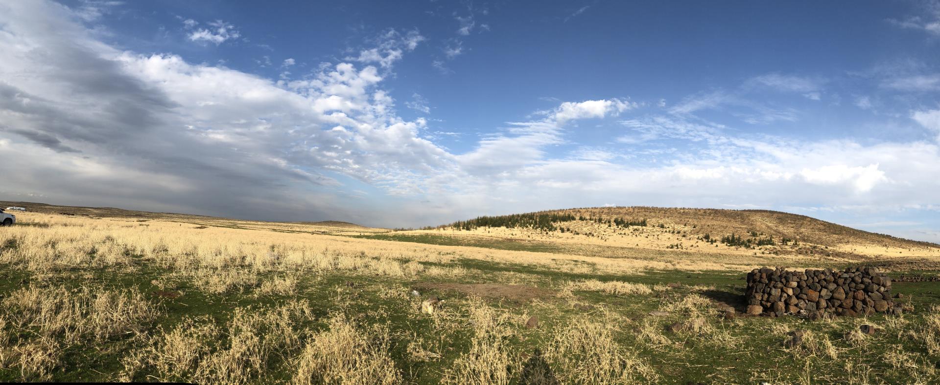 New locations of wild grain recorded in the birthplace of modern wheat