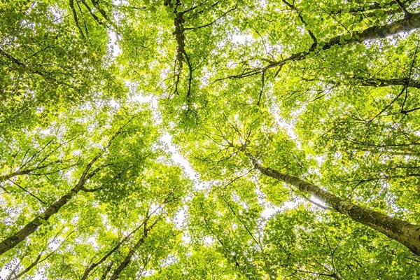 CBIT-Forest_crop