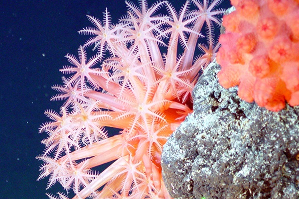 common_oceans