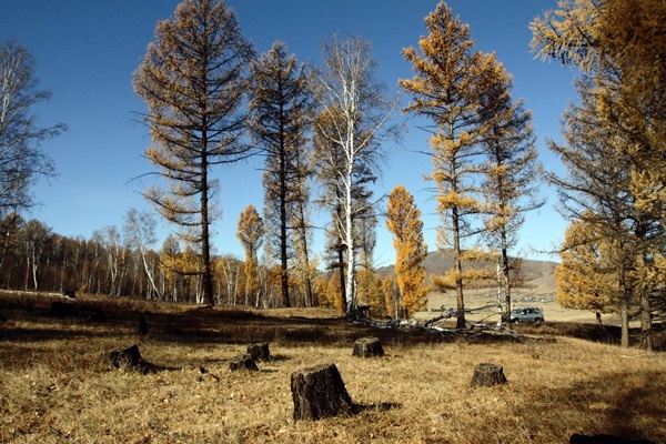 Ecosystem Restoration