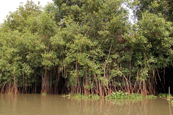Flickr_Benin_Mangrove